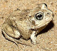 Tomopterna delalandii (Cape sand frog)