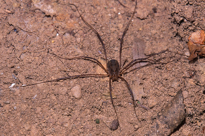 Opiliones - Wikipedia