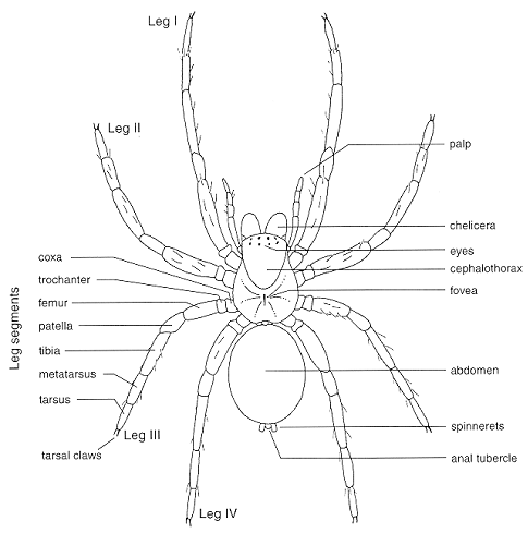 Spider Anatomy: The Different Parts Of A Spider