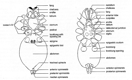 Parts Of A Spider Male Spider Dorsal View