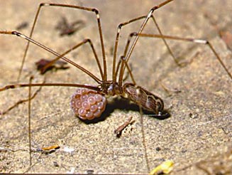 Daddy-long-legs spider - Pholcus opilionoides 