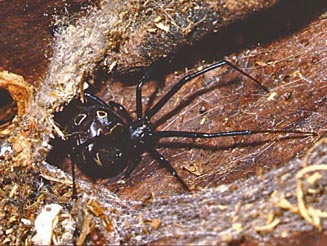 Latrodectus geometricus (dark colour form).