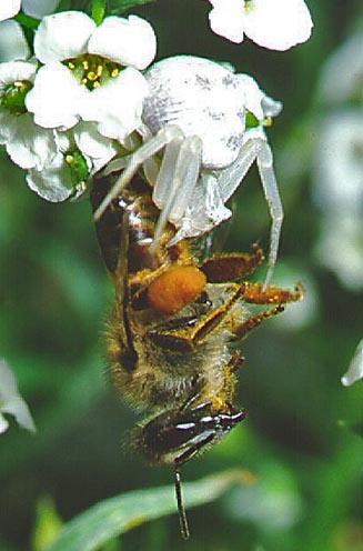 White Thomisus sp. with bee prey.