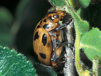 Diamphidia vittatipennis