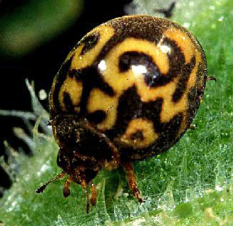 Epilachna undulata, adult
