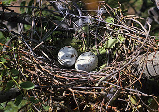 Aviceda cuculoides (African cuckoo hawk, Cuckoo hawk)