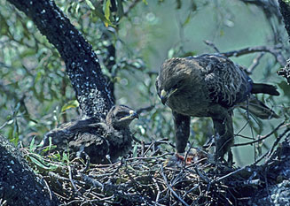 Aquila wahlbergi (Wahlberg's eagle) 