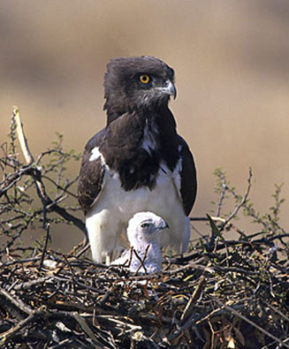Circaetus pectoralis (Black-chested snake-eagle, Black-breasted snake eagle)