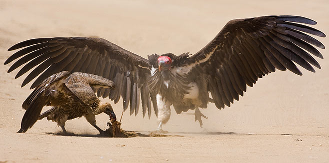 Aegypius tracheliotos (Lappet-faced vulture) 