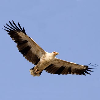 Gypohierax angolensis (Palm-nut vulture) 