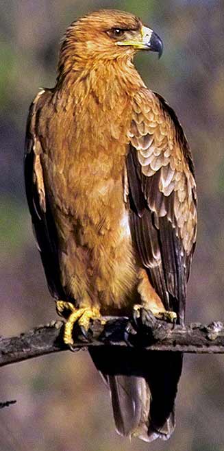 Aquila nipalensis (Steppe eagle) 