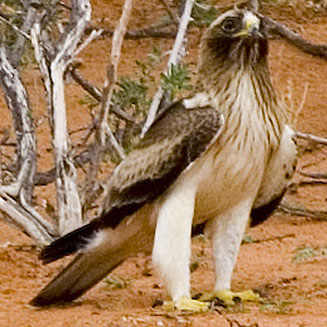 Aquila pennatus (Booted eagle) 