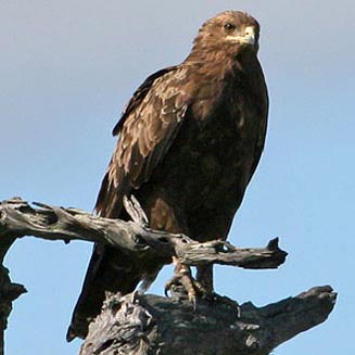Aquila pomarina (Lesser spotted eagle)