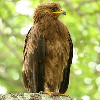 Aquila wahlbergi (Wahlberg's eagle) 