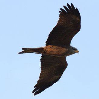 Milvus migrans (Black kite) 