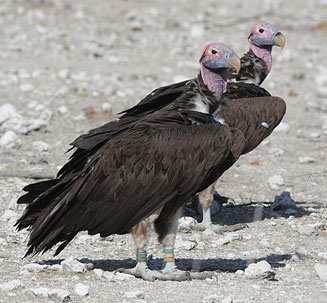Aegypius tracheliotos (Lappet-faced vulture) 