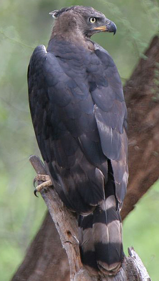 Stephanoaetus coronatus (African crowned eagle, Crowned eagle) 
