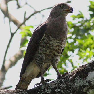 Circaetus fasciolatus (Southern banded snake-eagle)