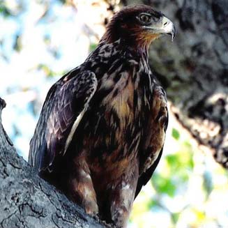 Aquila ayresii (Ayres' hawk-eagle, Ayres' eagle) 