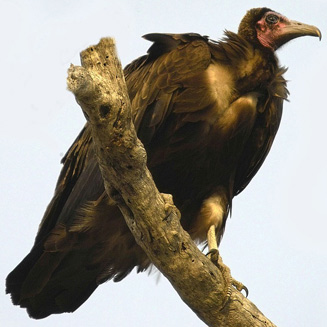 Necrosyrtes monachus (Hooded vulture) 