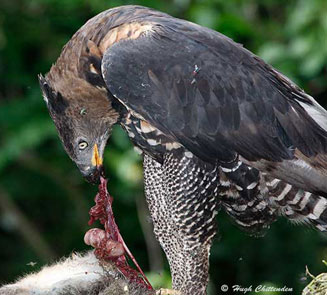 Stephanoaetus coronatus (African crowned eagle, Crowned eagle) 