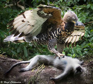 Stephanoaetus coronatus (African crowned eagle, Crowned eagle)