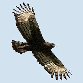 Lophaetus occipitalis (Long-crested eagle) 