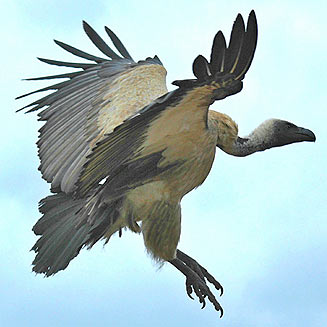Gyps coprotheres (Cape vulture) 