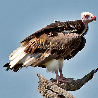 Aegypius occipitalis (White-headed vulture) 