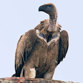 Gyps coprotheres (Cape vulture) 