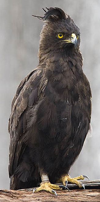 Lophaetus occipitalis (Long-crested eagle) 
