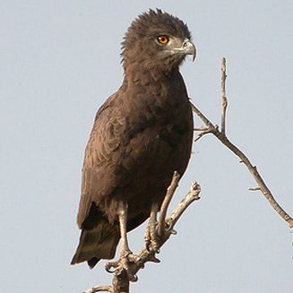 Circaetus cinereus (Brown snake-eagle) 