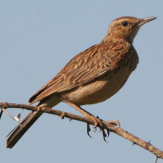 Certhilauda chuana (Short-clawed lark) 