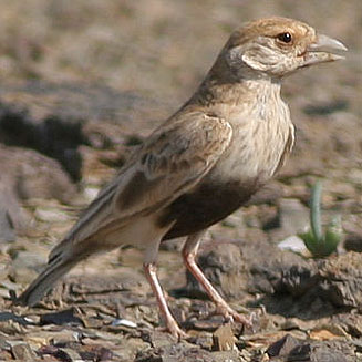 Eremopterix verticalis (Grey-backed sparrowlark, Greybacked finchlark)