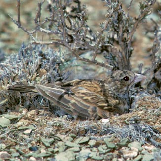 Eremopterix australis (Black-eared sparrowlark, Blackeared finchlark)
