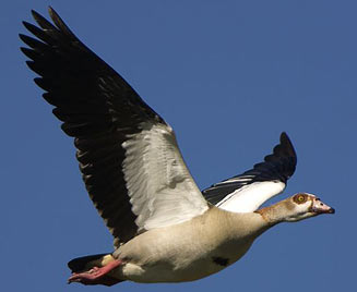 Alopochen aegyptiacus (Egyptian Goose)
