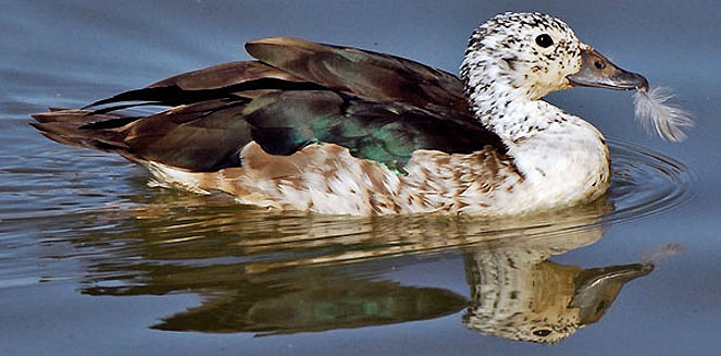 Sarkidiornis melanotos (Comb duck, Knob-billed duck) 