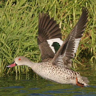 Anas capensis (Cape teal)