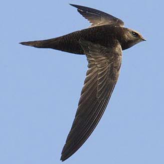 Apus barbatus (African black swift, Black swift)