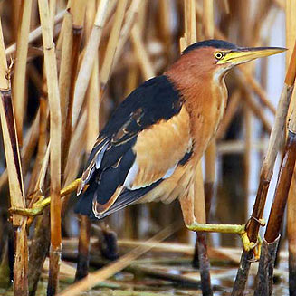 Ixobrychus minutus (Little bittern) 