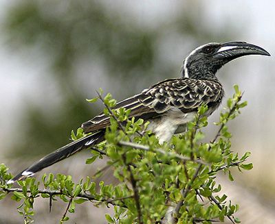 Tockus nasutus (African grey hornbill, Grey hornbill) 