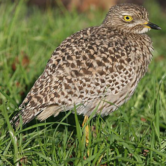 Burhinus capensis (Spotted thick-knee , Spotted dikkop) 