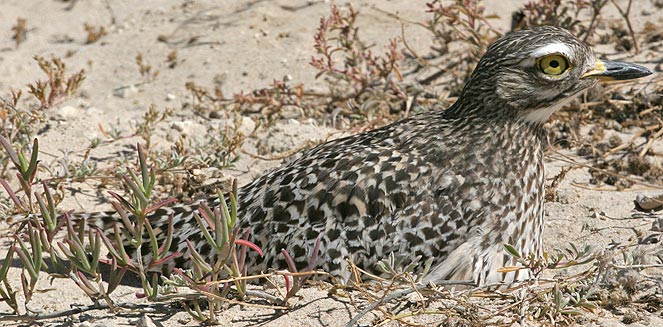 Burhinus capensis (Spotted thick-knee , Spotted dikkop) 