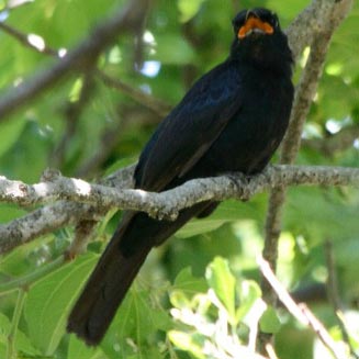 Campephaga flava (Black cuckooshrike) 