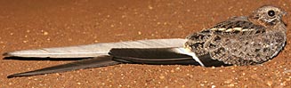 Macrodipteryx vexillarius (Pennant-winged nightjar) 