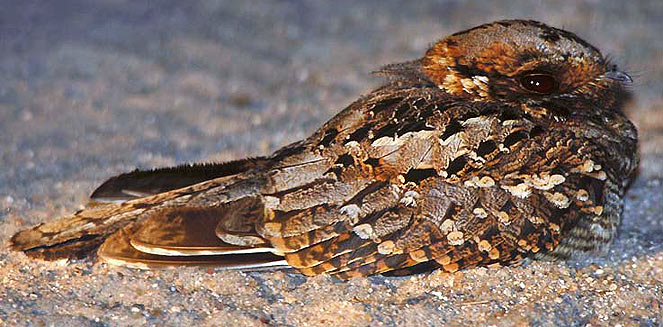 Caprimulgus rufigena (Rufous-cheeked nightjar) 