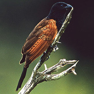 Centropus grillii (Black coucal) 