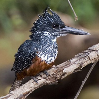 Ceryle maxima (Giant kingfisher)