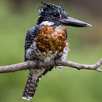 Ceryle maxima (Giant kingfisher)