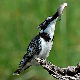 Ceryle rudis (Pied kingfisher) 